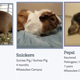 Image for article titled This Is How You Name a Bunch of Shelter Cats